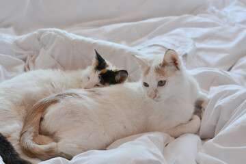 Two beautiful white cats lying together on a bed 