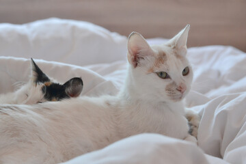 Two beautiful white cats lying together on a bed 