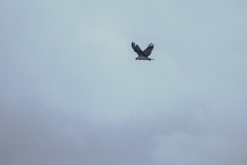 Cinematic Osprey bird of prey in flight