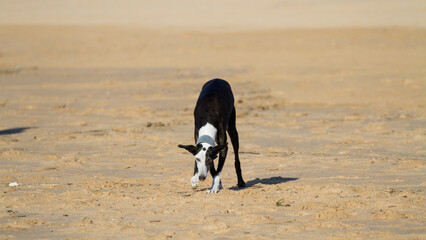 beautiful dog walking on beach very happy