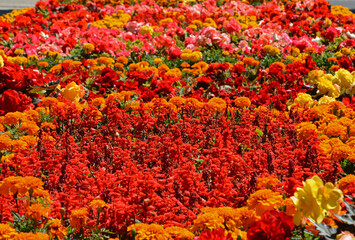 kolorowe kwiaty letnie, dywan kwiatowy, begonia bulwiasta, aksamitka i szałwia błyszcząca (begonia ×tuberhybrida, tagetes, Salvia splendens)