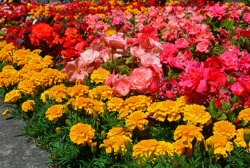 kolorowe kwiaty letnie, Begonia bulwiasta, ukośnica Begonia ×tuberhybrida i aksamitka Tagetes	