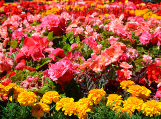 kolorowe kwiaty letnie, Begonia bulwiasta, ukośnica Begonia ×tuberhybrida i aksamitka Tagetes	 - obrazy, fototapety, plakaty