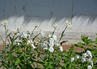 białe kwiaty floks wiechowaty, płomyk wiechowaty (Phlox paniculata) i Jastrun właściwy, złocień właściwy (Leucanthemum vulgare) © kateej