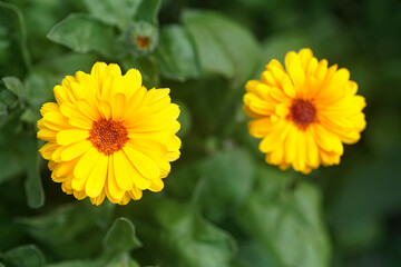 Yellow calendula flowers on green nature summer background, selective focus. Calendula officinalis, medicinal plant. View from above.