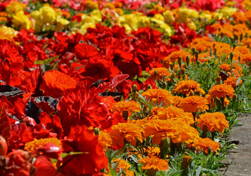 kolorowe kwiaty letnie, Begonia bulwiasta, ukośnica Begonia ×tuberhybrida i aksamitka Tagetes	