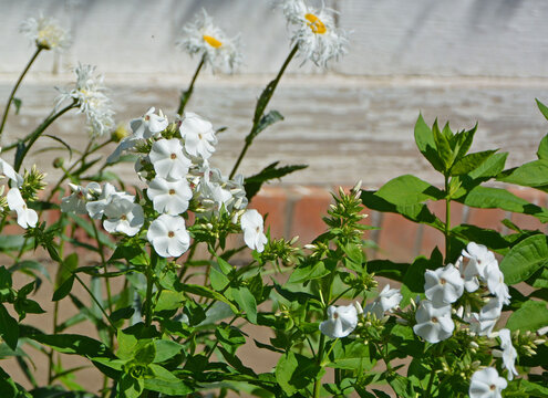 białe kwiaty floks wiechowaty, płomyk wiechowaty (Phlox paniculata) i Jastrun właściwy, złocień właściwy (Leucanthemum vulgare)