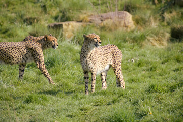 beautiful cheetah in a park