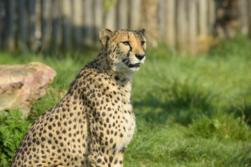 beautiful cheetah in a park