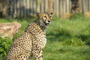 beautiful cheetah in a park