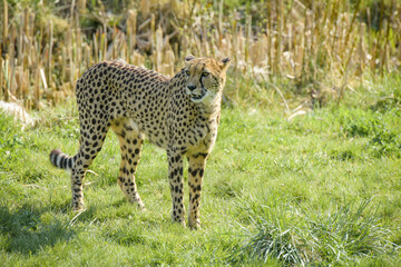 beautiful cheetah in a park