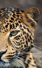 Detalle de textura y mirada intensa de un leopardo