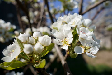 PERO IN FIORE