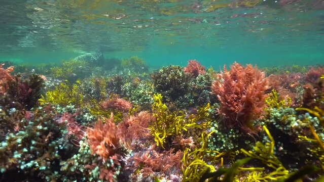 Colorful seaweeds underwater in the ocean in shallow water, eastern Atlantic algae, Spain, Galicia