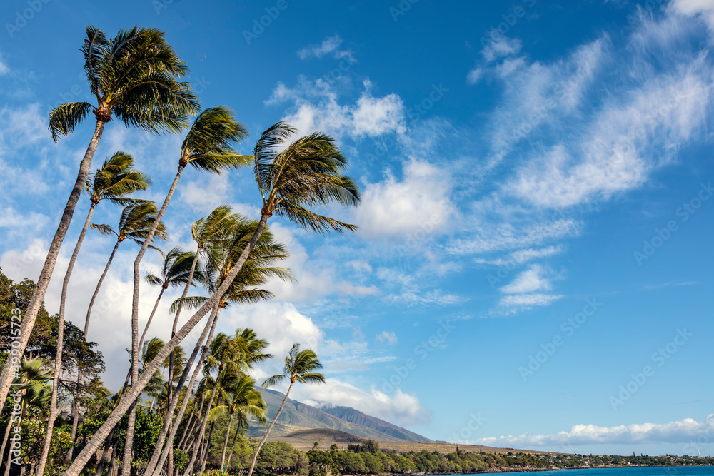 Wall mural Maui Palms