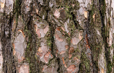 Close Up of embossed texture of the brown bark of a tree with green moss on it. Old tree.  Close up of bark macro photography. Background