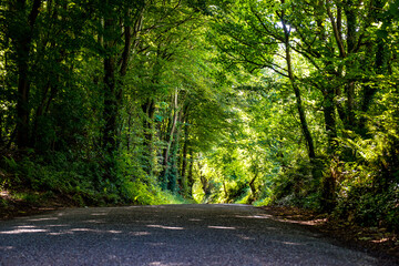 Waldweg in Irland