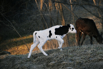 Naklejka na ściany i meble Spotted calf on farm hill at dusk walking.