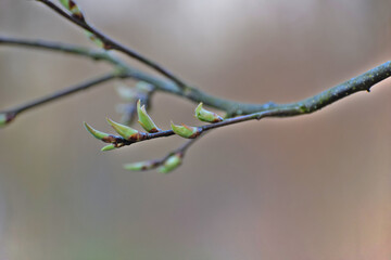 branch of a tree with dew