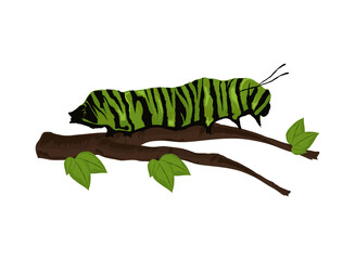 caterpillar on the branch