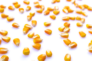 Heap of raw corns seeds, maize or sweetcorn kernels isolated on white. Selective focus