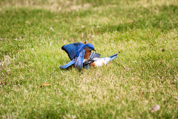two male bluebirds fighting over territory in springtime