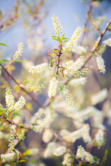 Flower with out of focus background