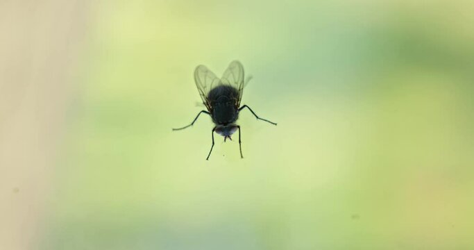 Housefly over transparent background closeup