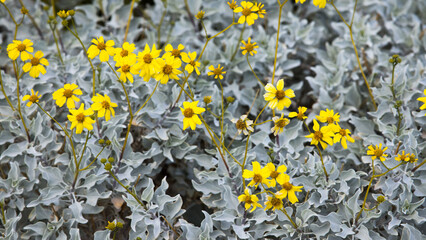 Yellow flowers in the desert