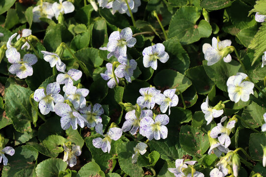 Pfingst-Veilchen (Viola sororia) Freckles