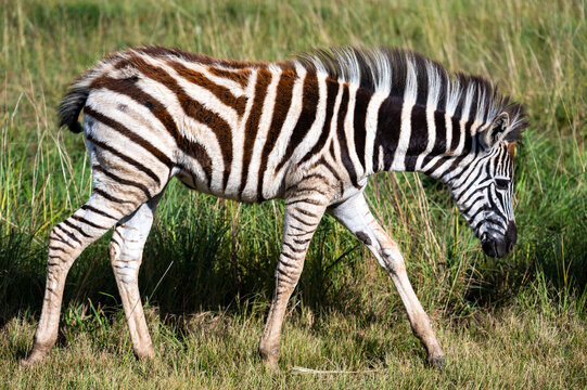 Zebra foal, photographed in South Africa.