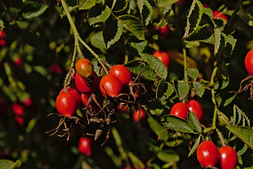  Sunny bright red rose hip fruits, selective focus on a dark contrasting background 