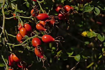  Sunny bright red rose hip fruits, selective focus on a dark contrasting background 