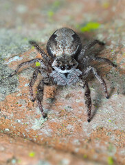 A Closeup Focus Stacked Image of a Tan Jumping Spider on a Colorful Brick Wall