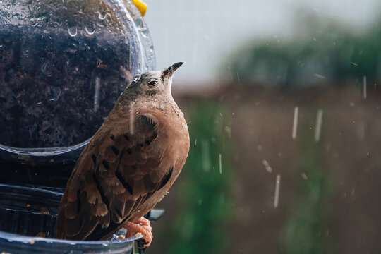 p&aacute;ssaro rolinha roxa se escondendo de um temporal