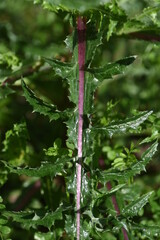 Prickly sow-thistle. Asteraceae plants.
The leaves are shiny and have thorns, and when the stem is broken, a white milky lotion comes out. Yellow flowers bloom in spring.