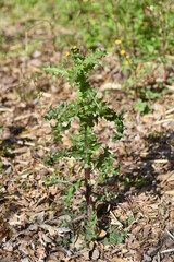 Prickly sow-thistle. Asteraceae plants.
The leaves are shiny and have thorns, and when the stem is broken, a white milky lotion comes out. Yellow flowers bloom in spring.