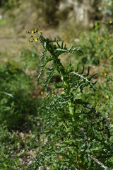 Prickly sow-thistle. Asteraceae plants.
The leaves are shiny and have thorns, and when the stem is broken, a white milky lotion comes out. Yellow flowers bloom in spring.