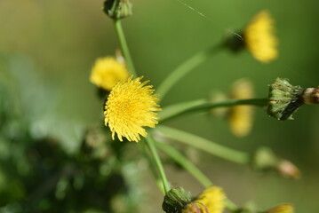 Prickly sow-thistle. Asteraceae plants.
The leaves are shiny and have thorns, and when the stem is broken, a white milky lotion comes out. Yellow flowers bloom in spring.