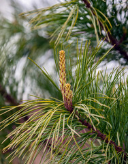 Young growing apical shoot or candle on branch of Siberian pine or cedar.