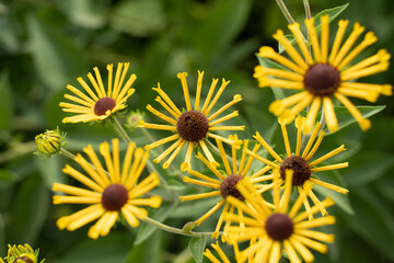Sunflowers in a field