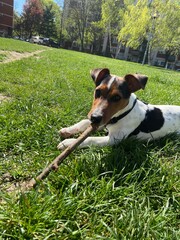 the puppy of a jack russell bears a stick. jack russell lies in the grass. - 499021311