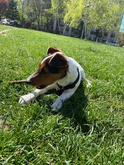 the puppy of a jack russell bears a stick. jack russell lies in the grass. - 499021313