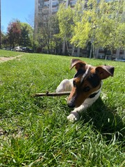 the puppy of a jack russell bears a stick. jack russell lies in the grass. - 499021324