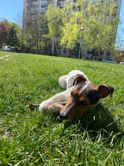 the puppy of a jack russell bears a stick. jack russell lies in the grass. - 499021327