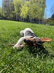 the puppy of a jack russell bears a stick. jack russell lies in the grass. - 499021334