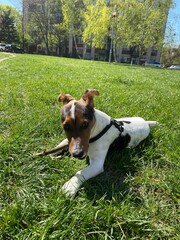 the puppy of a jack russell bears a stick. jack russell lies in the grass. - 499021360