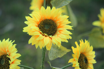 Sunflower Photo