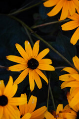 Yellow Spring Flower