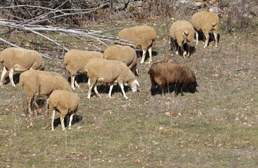 rebaño de ovejas paciendo en la dehesa